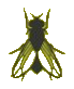 mosca